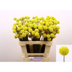 Craspedia Paintball Pop