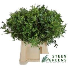 Pistacia sp. blad p.Tak