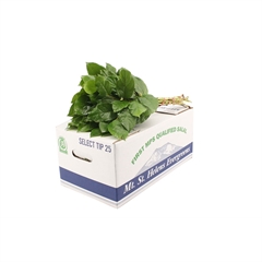 Salal Tips St. Helen