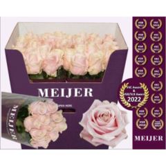 Rs gr Sweet Avalanche