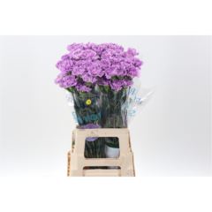 Di st Florigene Moonaqua