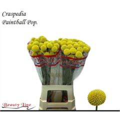 Craspedia Paintball Pop