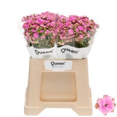Kalanchoe Taffy Pink Meadow