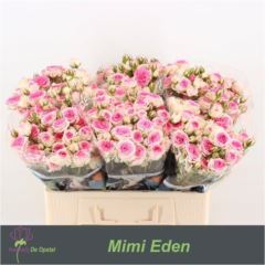 Rs tr Mimi Eden
