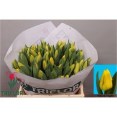 Tu enk Yellow Flight