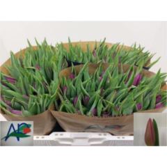 Tu enk Purple Prince