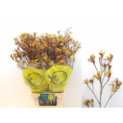 Anigozanthos Orange Velvet