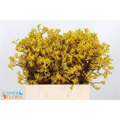 Anigozanthos Yellow Gem