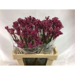 Anigozanthos Mini Pearl